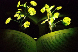 让植物自动发光来提供照明 或将取代多数灯具